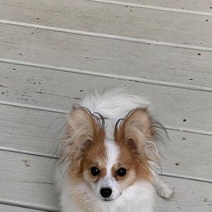 Meet your Posher, Ruby